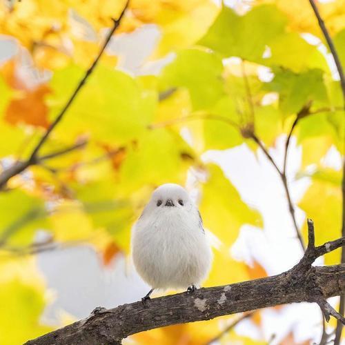 探究梦幻新诛仙山雀的技能属性（了解灵兽山雀在游戏中的战斗力）