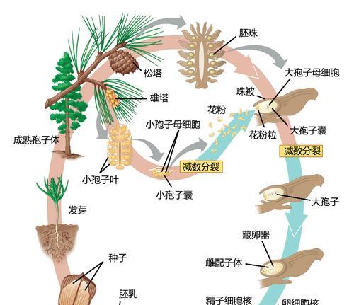 《小森生活》露桑松树刷新位置图解，轻松获取松树枝和松果（找到这些地点）