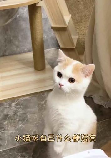 畅玩互动猫咪世界，必备神器——猫咪翻译器（小萌新也能听懂猫语）