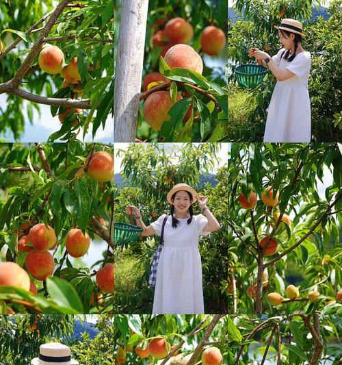 问道中摘桃子活动还在吗？摘桃子活动的玩法是什么？