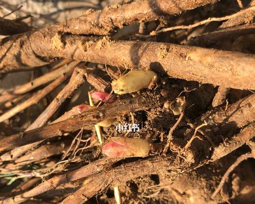 星光花蜜的正确使用方法是什么？使用后效果如何？