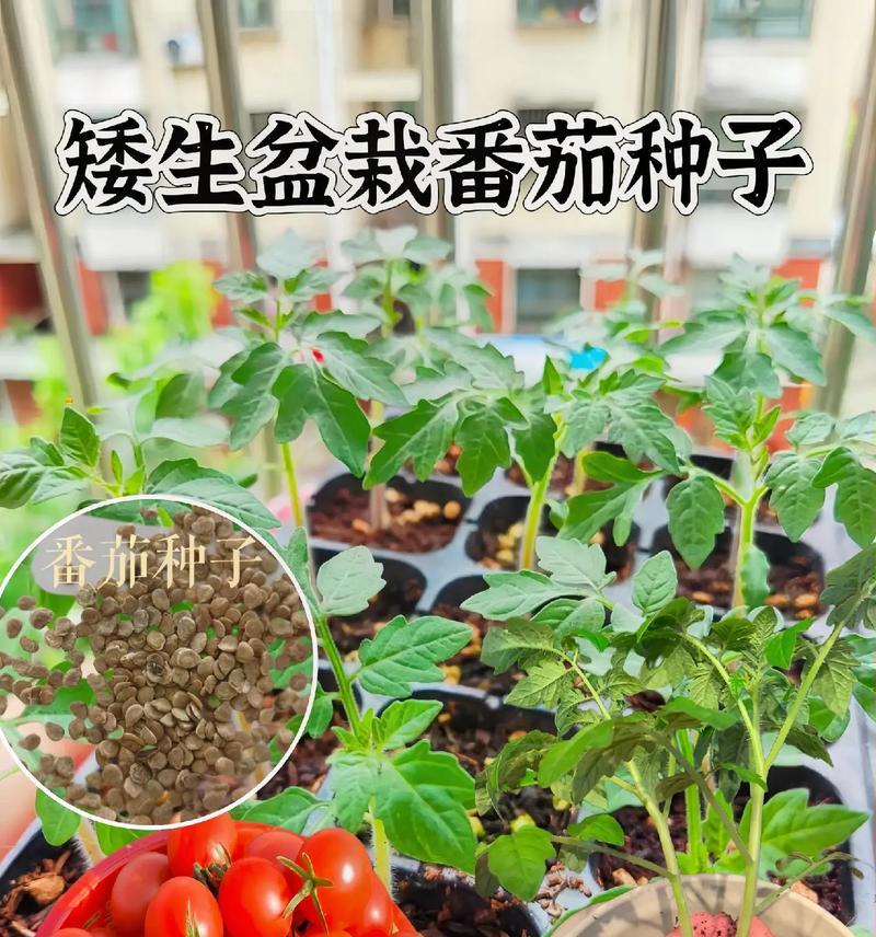 洛克王国番茄种子购买方法是什么？如何在洛克王国中购买番茄种子？