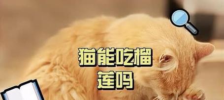 榴莲猫获取途径是什么？它在游戏中的作用是什么？