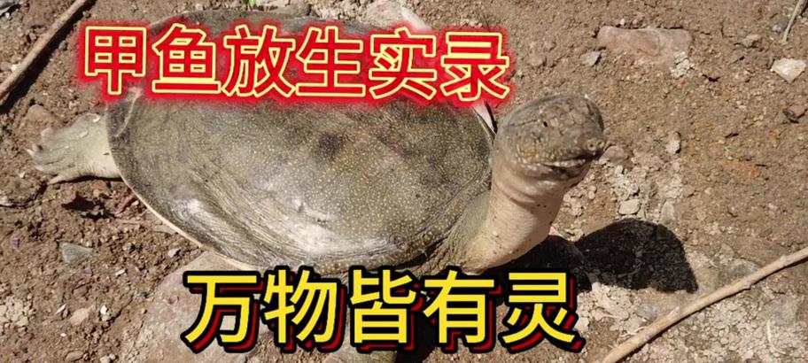 河灵开启方法是什么？打开河灵后能做什么？