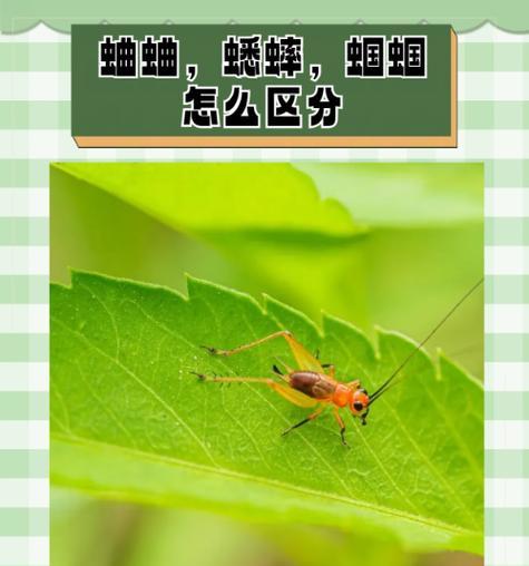魔兽斗蛐蛐怎么放法杖？正确的放置方法是什么？