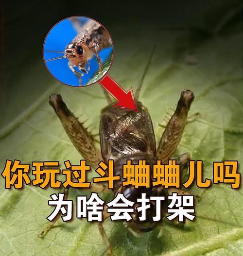 魔兽斗蛐蛐怎么放法杖？正确的放置方法是什么？