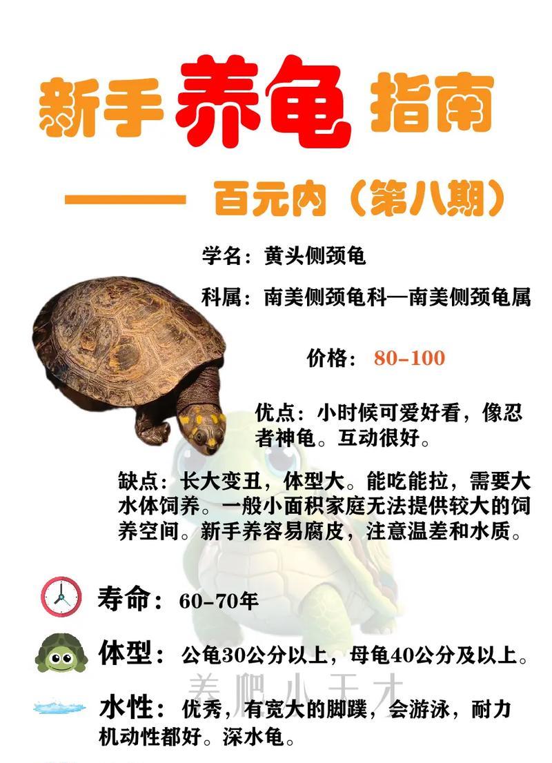 老龟打法是什么？如何顺利通过？