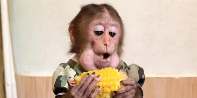 小猴子在绝地求生中的表现如何？演技评价是什么？
