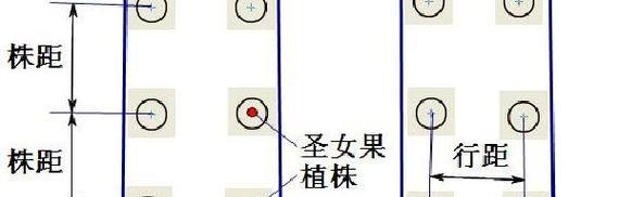 dota2种树的正确方法是什么？如何提高种树效率？