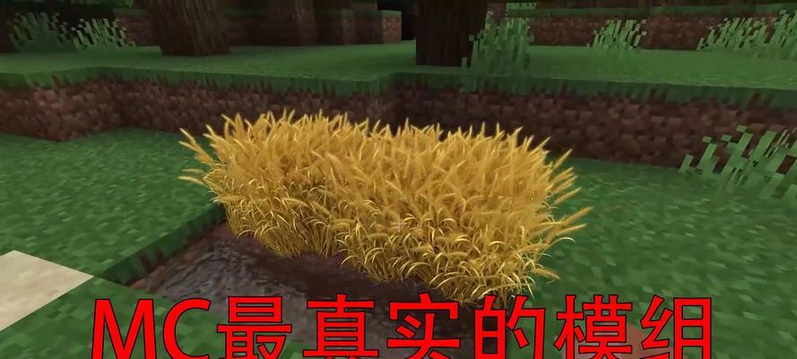 我的世界小麦如何种植？生长条件是什么？