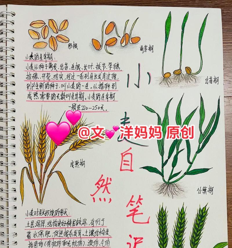 我的世界小麦如何种植？生长条件是什么？
