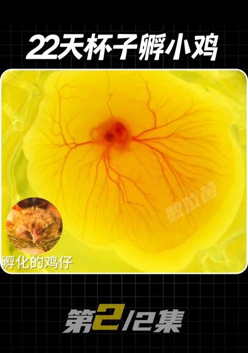 我的世界孵化小鸡需要什么条件？孵化后如何照顾？