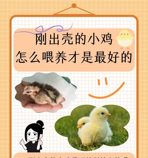 我的世界孵化小鸡需要什么条件？孵化后如何照顾？