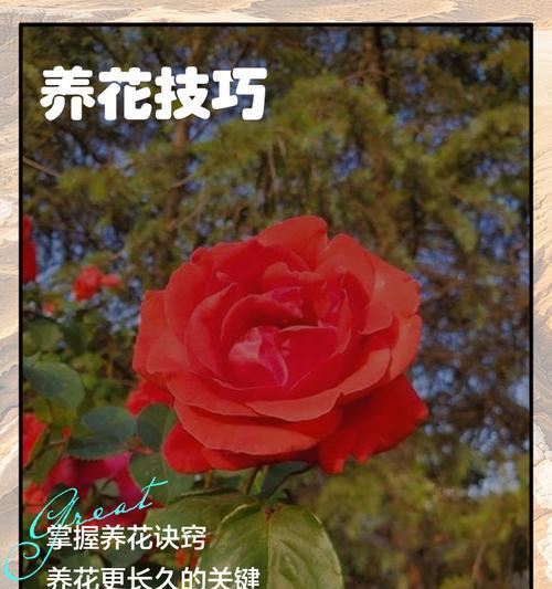 花输出技巧及配置方法是什么？
