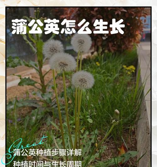 我的世界中蒲公英种植的方法是什么？