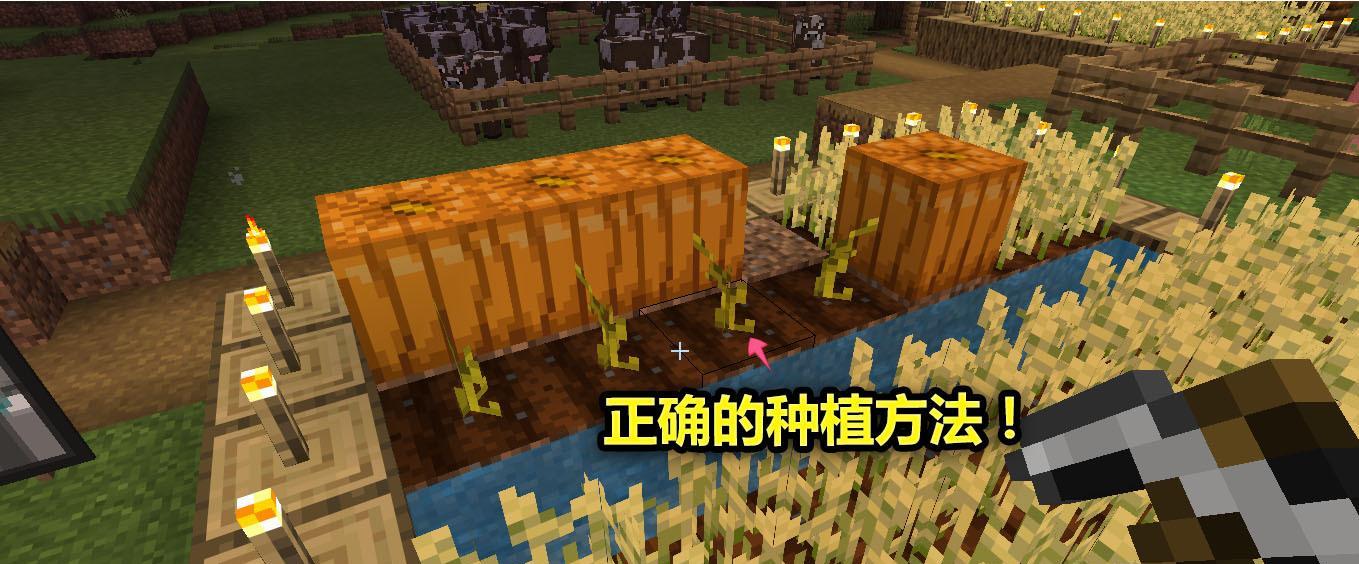 我的世界手机版南瓜种植方法是什么？种植技巧有哪些？