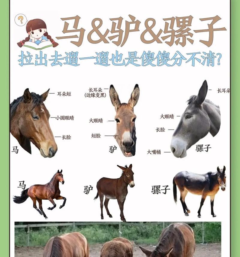 驴和马在游戏中的繁殖方法是什么？