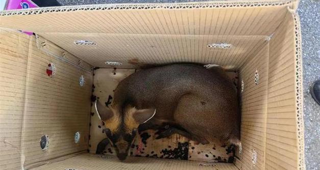 《森林狩猎》游戏献祭爆发流攻略（成为最强猎手的秘诀与技巧）