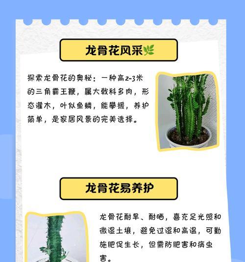 妄想山海龙骨草