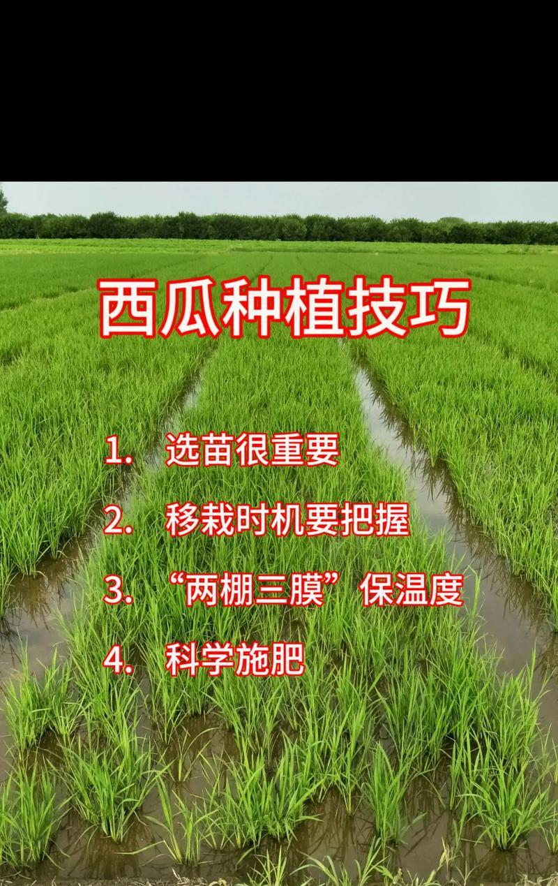我的世界西瓜种植技巧是什么？