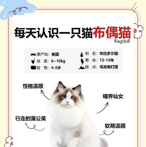 《以灵猫传布萌萌》（以猫咪为主角的萌趣游戏）
