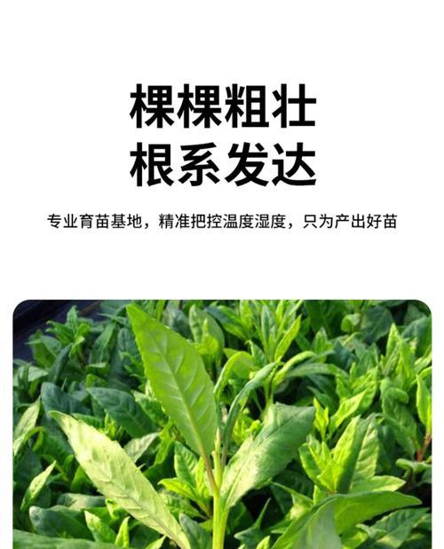 《鸣沙客栈牧场副产物最优产出季节解析》（鸣沙客栈牧场副产物在游戏中的最佳收益季节以及相关策略解析）