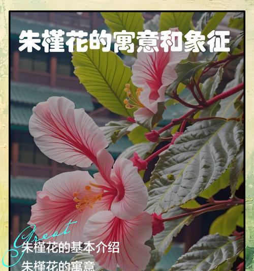 山海镜花朱槿（探索神秘山海世界）