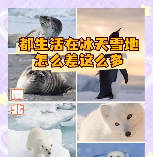 动物森友会（探寻南北半球的奇妙差异）