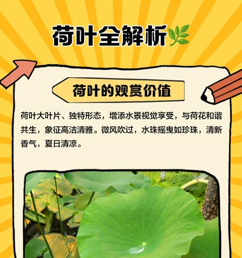 问道中如何安全下荷叶？