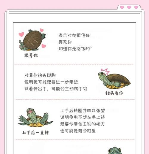 寻仙大道中乌龟加鸾鸟的玩法是什么？有何技巧？